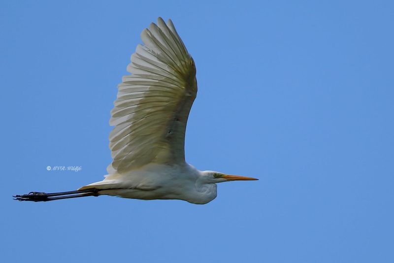 B65A3111-Grote-Zilverreiger-Great-Egret-Silberreiher-Grande-Aigrette-Garceta-grande_1