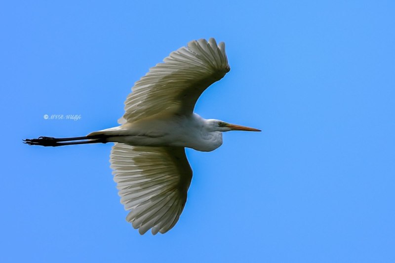 B65A3114-Grote-Zilverreiger-Great-Egret-Silberreiher-Grande-Aigrette-Garceta-grande_1