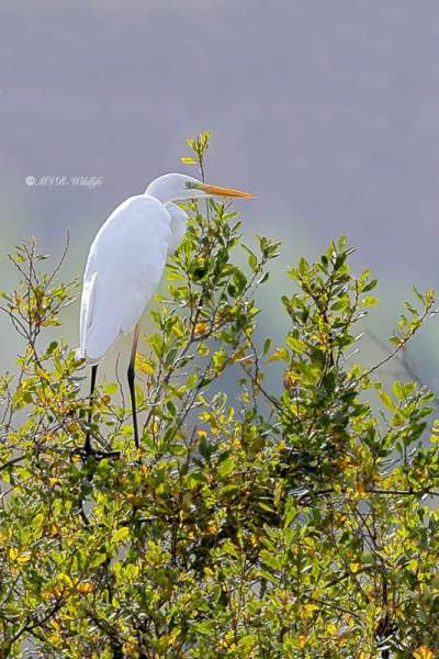BR8A4141-Grote-Zilverreiger-Great-Egret-Silberreiher-Grande-Aigrette-Garceta-grande_1
