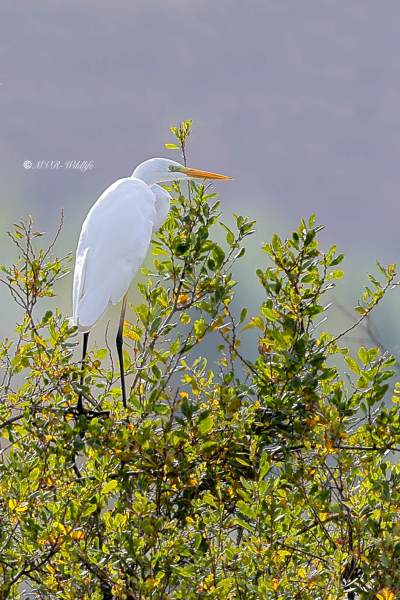 BR8A4141-Grote-Zilverreiger-Great-Egret-Silberreiher-Grande-Aigrette-Garceta-grande_1