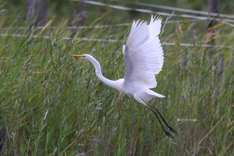 BR8A5600-Grote-Zilverreiger-Great-Egret-Silberreiher-Grande-Aigrette-Garceta-grande_1