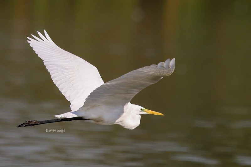 BR8A6953-Grote-Zilverreiger-Great-Egret-Silberreiher-Grande-Aigrette-Garceta-grande_1
