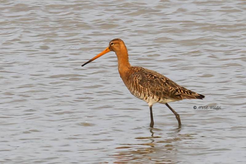 77A0731-Grutto-Black-tailed-Godwit-Uferschnepfe-Barge-a-queue-noire-Aguja-colinegra_1