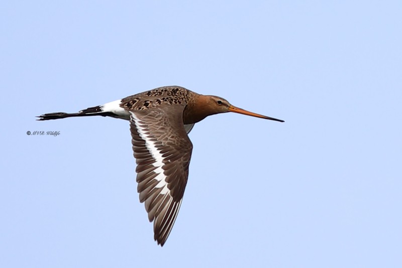 B65A1753-Grutto-Black-tailed-Godwit-Uferschnepfe-Barge-a-queue-noire-Aguja-colinegra_1