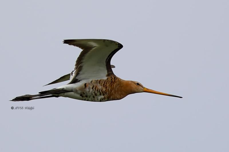 B65A1758-Grutto-Black-tailed-Godwit-Uferschnepfe-Barge-a-queue-noire-Aguja-colinegra_1