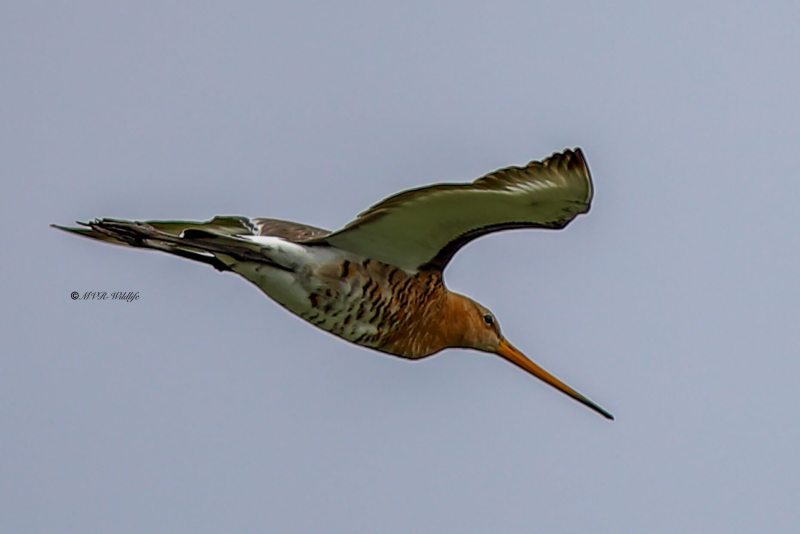 B65A1762-Grutto-Black-tailed-Godwit-Uferschnepfe-Barge-a-queue-noire-Aguja-colinegra_1
