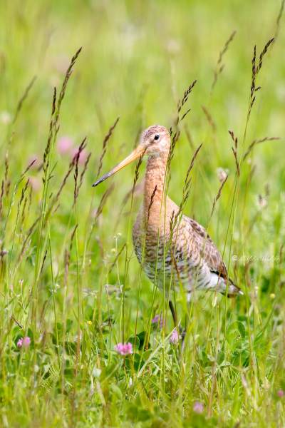 BR8A4387-Grutto-Black-tailed-Godwit-Uferschnepfe-Barge-a-queue-noire-Aguja-colinegra_1