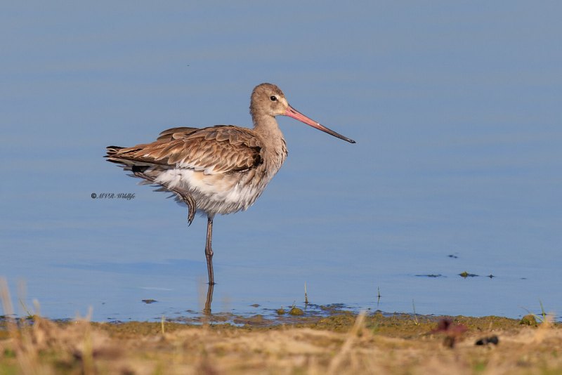 BR8A7454-Grutto-Black-tailed-Godwit-Uferschnepfe-Barge-a-queue-noire-Aguja-colinegra_1