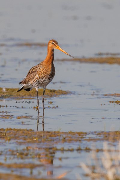 BR8A7546-Grutto-Black-tailed-Godwit-Uferschnepfe-Barge-a-queue-noire-Aguja-colinegra_1