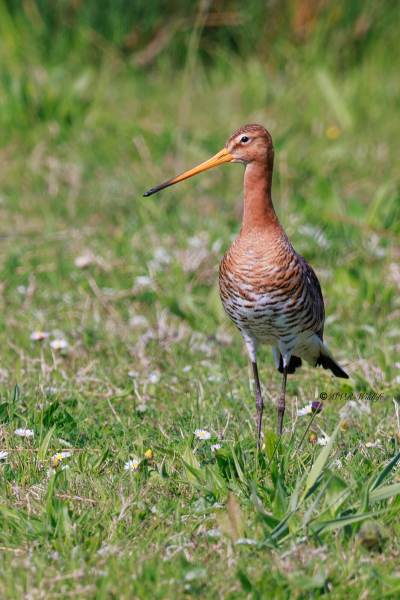 BR8A7837-Grutto-Black-tailed-Godwit-Uferschnepfe-Barge-a-queue-noire-Aguja-colinegra_1