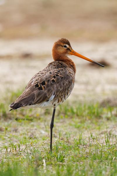 BR8A9093-Grutto-Black-tailed-Godwit-Uferschnepfe-Barge-a-queue-noire-Aguja-colinegra_1