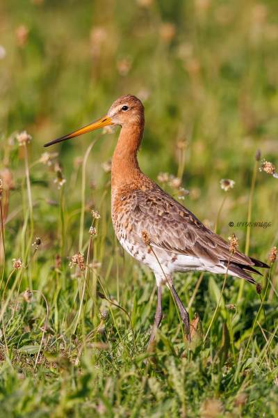 BR8A9524-Grutto-Black-tailed-Godwit-Uferschnepfe-Barge-a-queue-noire-Aguja-colinegra_1