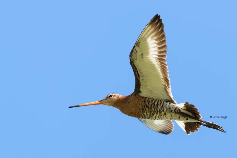 BR8A9732-Grutto-Black-tailed-Godwit-Uferschnepfe-Barge-a-queue-noire-Aguja-colinegra_1