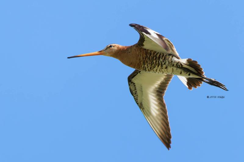 BR8A9733-Grutto-Black-tailed-Godwit-Uferschnepfe-Barge-a-queue-noire-Aguja-colinegra_1