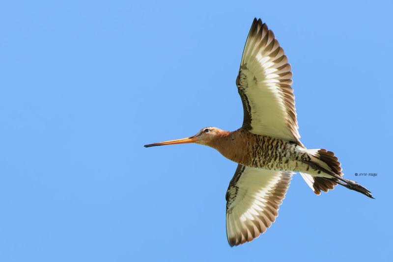 BR8A9734-Grutto-Black-tailed-Godwit-Uferschnepfe-Barge-a-queue-noire-Aguja-colinegra_1