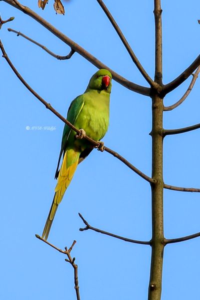 B65A5181-Halsbandparkiet-Ring-necked-Parakeet-Halsbandsittich-Perruche-a-collier-Cotorra-de-Kramer-_1