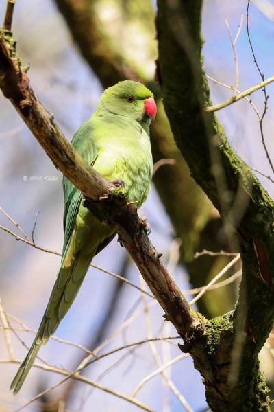 BR8A3795-Halsbandparkiet-Ring-necked-Parakeet-Halsbandsittich-Perruche-a-collier-Cotorra-de-Kramer-_1