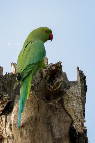 BR8A9153-Halsbandparkiet-Ring-necked-Parakeet-Halsbandsittich-Perruche-a-collier-Cotorra-de-Kramer-_1