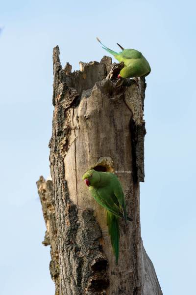 BR8A9157-Halsbandparkiet-Ring-necked-Parakeet-Halsbandsittich-Perruche-a-collier-Cotorra-de-Kramer-_1