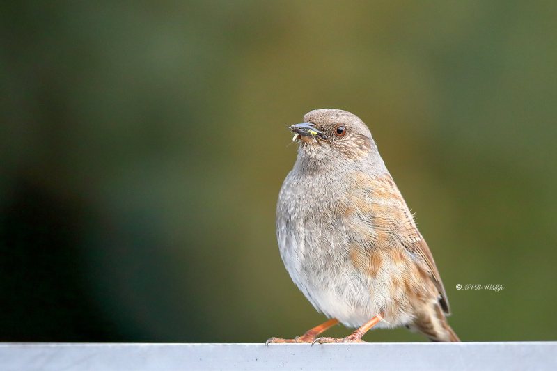 B65A1200-Heggenmus-Dunnock-Heckenbraunelle-Accenteur-mouchet-Acentor-comun_1