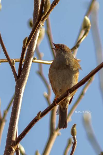 B65A6222-Heggenmus-Dunnock-Heckenbraunelle-Accenteur-mouchet-Acentor-comun_1