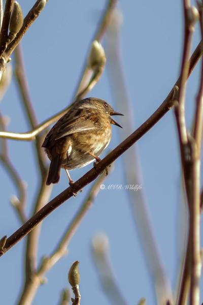 B65A6267-Heggenmus-Dunnock-Heckenbraunelle-Accenteur-mouchet-Acentor-comun_1