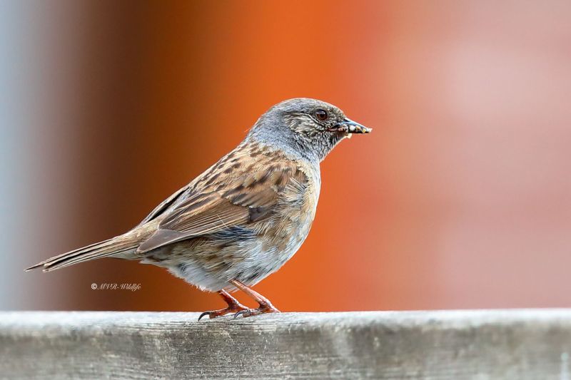 B65A9179-Heggenmus-Dunnock-Heckenbraunelle-Accenteur-mouchet-Acentor-comun_1