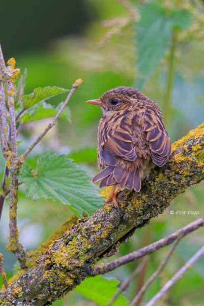 BR8A7961-Heggenmus-Dunnock-Heckenbraunelle-Accenteur-mouchet-Acentor-comun_1