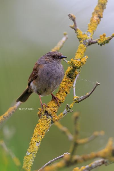 BR8A8400-Heggenmus-Dunnock-Heckenbraunelle-Accenteur-mouchet-Acentor-comun_1