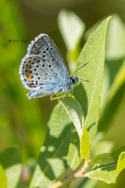 5X8A4712-Heideblauwtje-Plebejus-argus-Silver-studded-Blue-Geisklee-Blauling-Petit-Argus-Nina_1