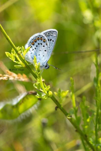 5X8A4744-Heideblauwtje-Plebejus-argus-Silver-studded-Blue-Geisklee-Blauling-Petit-Argus-Nina_1