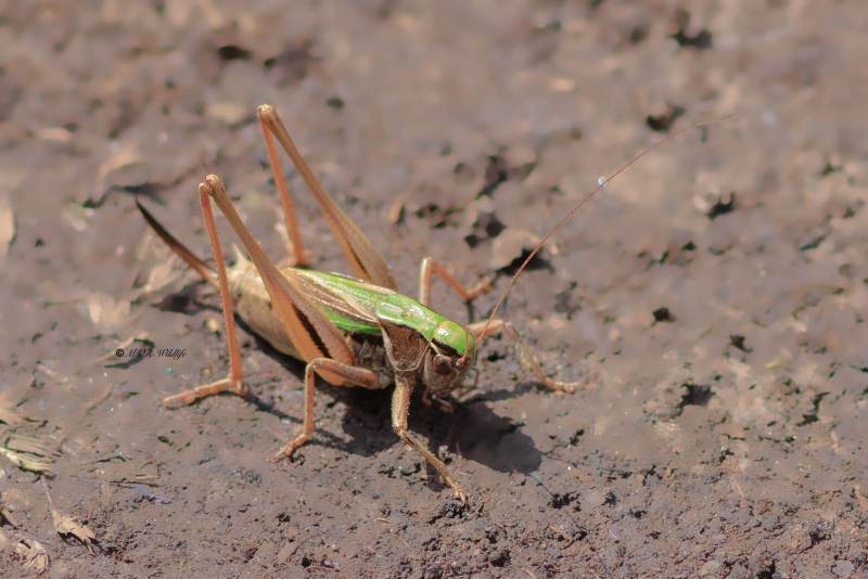 1_BR8A4277-Heidesabelsprinkhaan-Metrioptera-brachyptera-Bog-Bush-cricket-Kurzfluglige-Beissschrecke-La-Decticelle-des-bruyeres-1_1