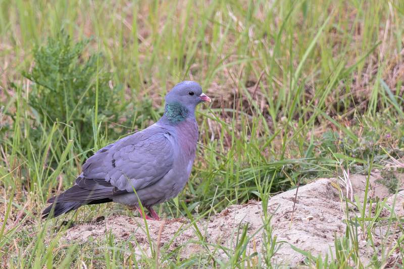 1_BR8A8843-Holenduif-Columba-oenas-Stock-Dove-Hohltaube-Pigeon-colombin-Paloma-zurita_1