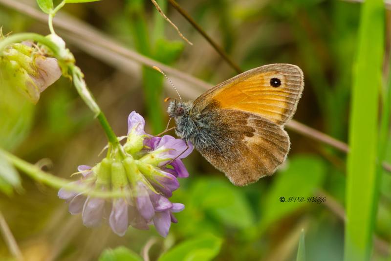 B65A3525-Hooibeestje-Coenonympha-pamphilus-Small-Heath-Kleines-Wiesenvogelchen-Le-Procris-Fadet-commun_1
