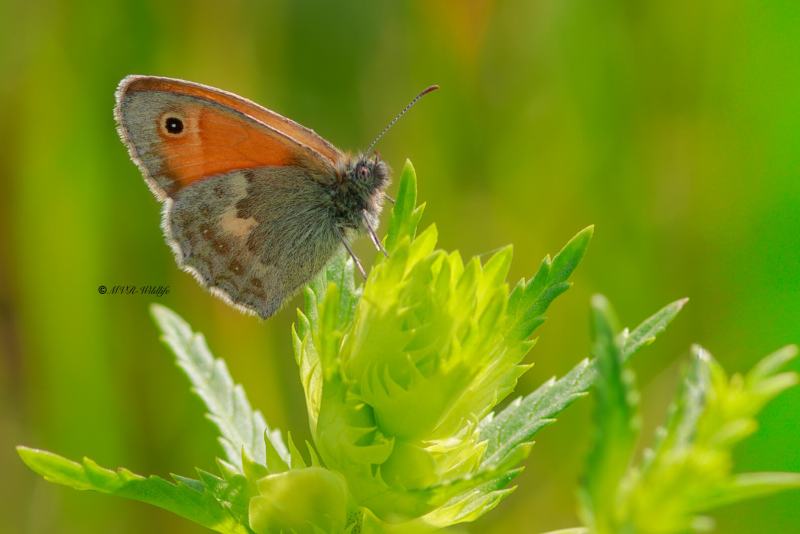 B65A4691-Hooibeestje-Coenonympha-pamphilus-Small-Heath-Kleines-Wiesenvogelchen-Le-Procris-Fadet-commun_1