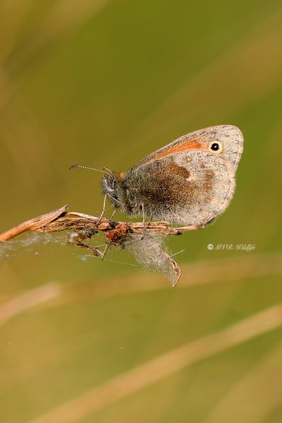 B65A9699-Hooibeestje-Coenonympha-pamphilus-Small-Heath-Kleines-Wiesenvogelchen-Le-Procris-Fadet-commun_1