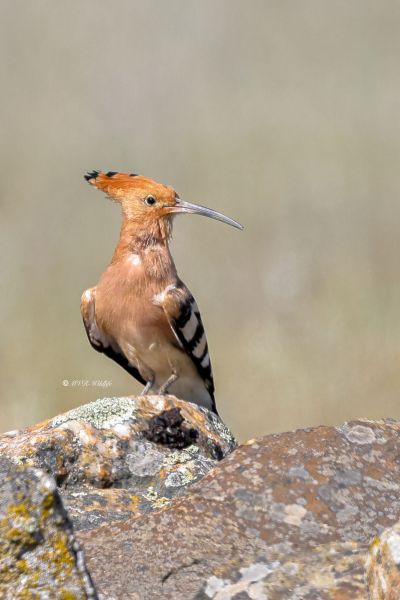 BR8A0041-Hop-Eurasian-Hoopoe-Wiedehopf-Huppe-Fasciee-Abubilla_1