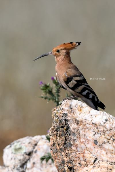 BR8A0139-Hop-Eurasian-Hoopoe-Wiedehopf-Huppe-Fasciee-Abubilla_1