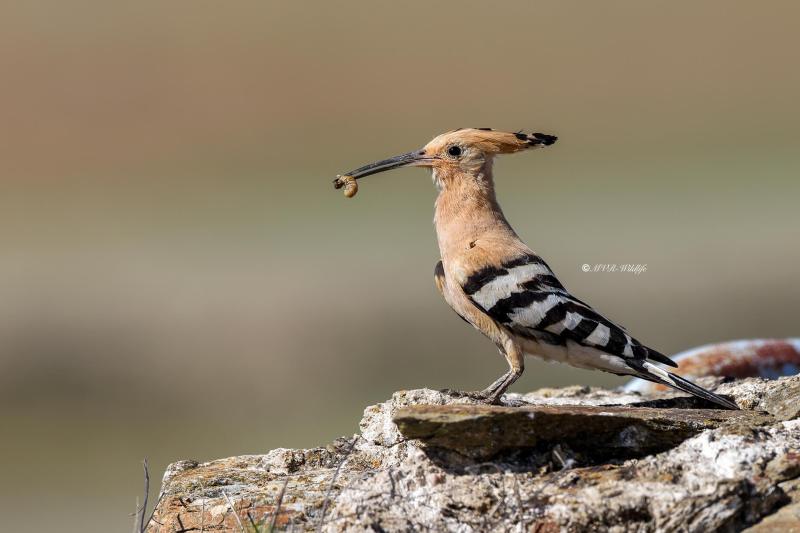 BR8A0193-Hop-Eurasian-Hoopoe-Wiedehopf-Huppe-Fasciee-Abubilla_1