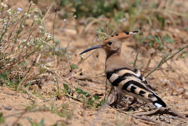 BR8A6423-Hop-Eurasian-Hoopoe-Wiedehopf-Huppe-Fasciee-Abubilla_1