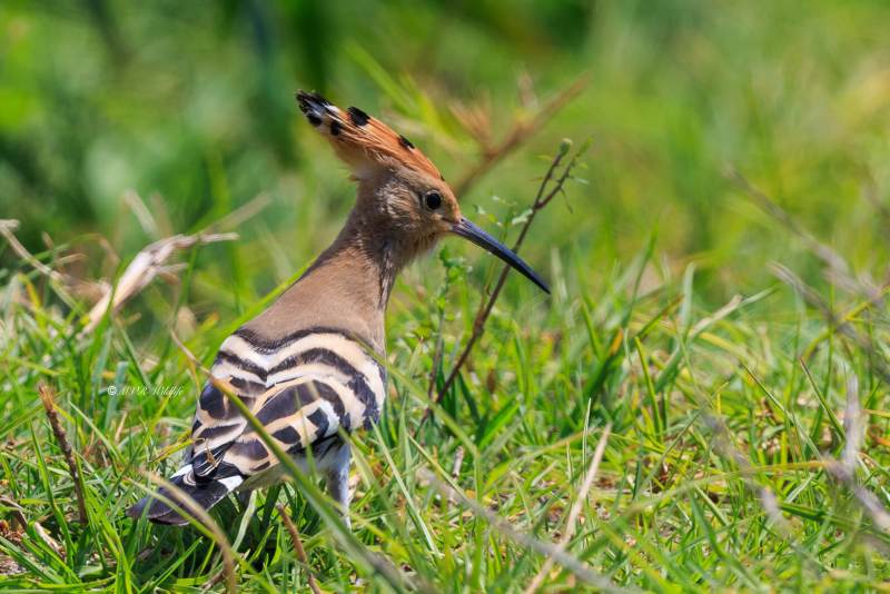 BR8A6430-Hop-Eurasian-Hoopoe-Wiedehopf-Huppe-Fasciee-Abubilla_1