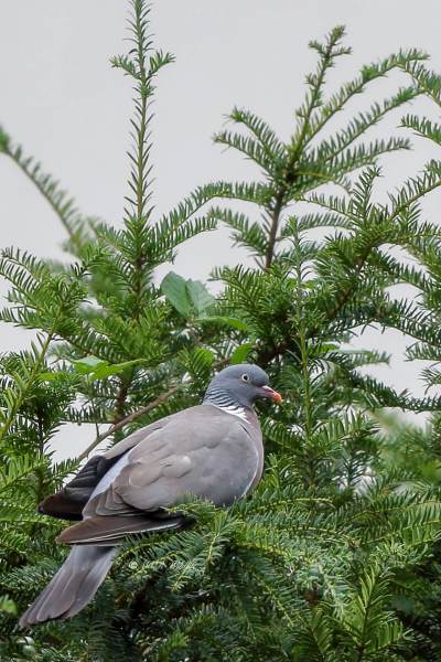 177A5506-Houtduif-Common-Wood-Pigeon-Ringeltaube-Pigeon-Ramier-Paloma-Torcaz_1