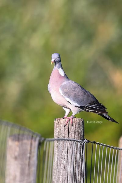 B65A3033-Houtduif-Common-Wood-Pigeon-Ringeltaube-Pigeon-Ramier-Paloma-Torcaz_1