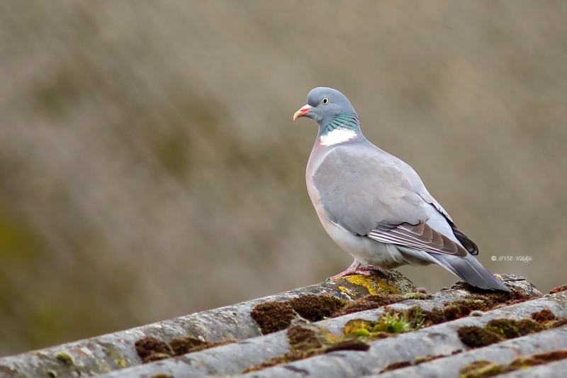 B65A5865-Houtduif-Common-Wood-Pigeon-Ringeltaube-Pigeon-Ramier-Paloma-Torcaz_1