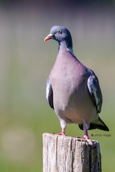 BR8A0075-Houtduif-Common-Wood-Pigeon-Ringeltaube-Pigeon-Ramier-Paloma-Torcaz_1