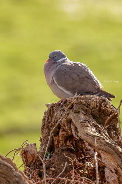 BR8A5555-Houtduif-Common-Wood-Pigeon-Ringeltaube-Pigeon-Ramier-Paloma-Torcaz_1