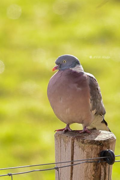 BR8A5562-Houtduif-Common-Wood-Pigeon-Ringeltaube-Pigeon-Ramier-Paloma-Torcaz_1