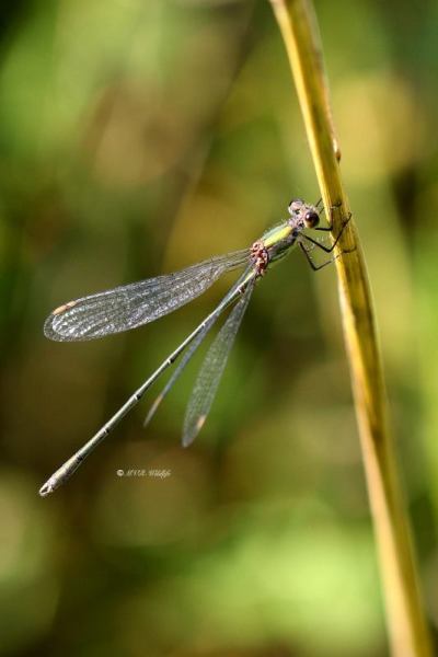 177A6197-Houtpantserjuffer-Chalcolestes-Viridis-Western-Willow-Spreadwing-Weidenjungfer-Leste-vert_1