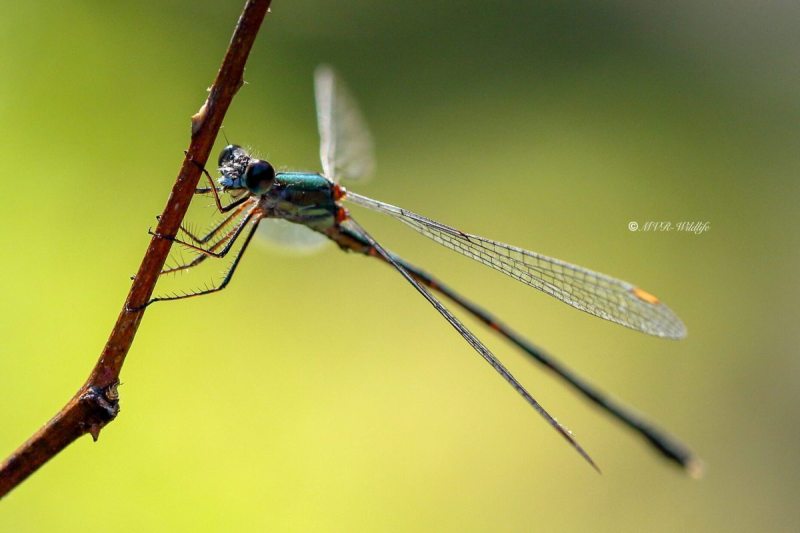 177A6806-Houtpantserjuffer-Chalcolestes-Viridis-Western-Willow-Spreadwing-Weidenjungfer-Leste-vert_1
