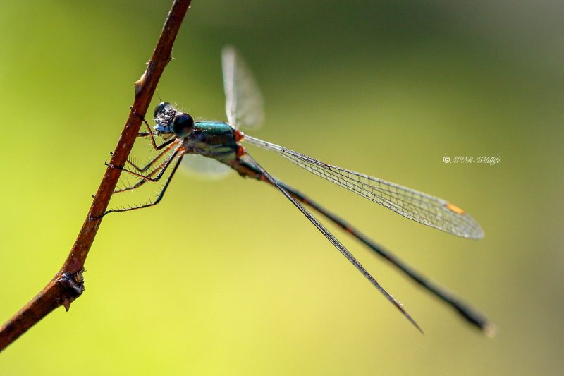 177A6806-Houtpantserjuffer-Chalcolestes-Viridis-Western-Willow-Spreadwing-Weidenjungfer-Leste-vert_1